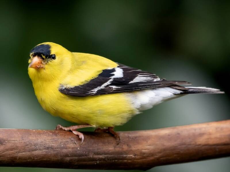 Chardonneret jaune, Photos 2