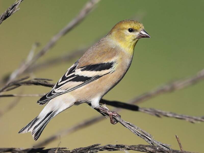 Chardonneret jaune, Photos 4