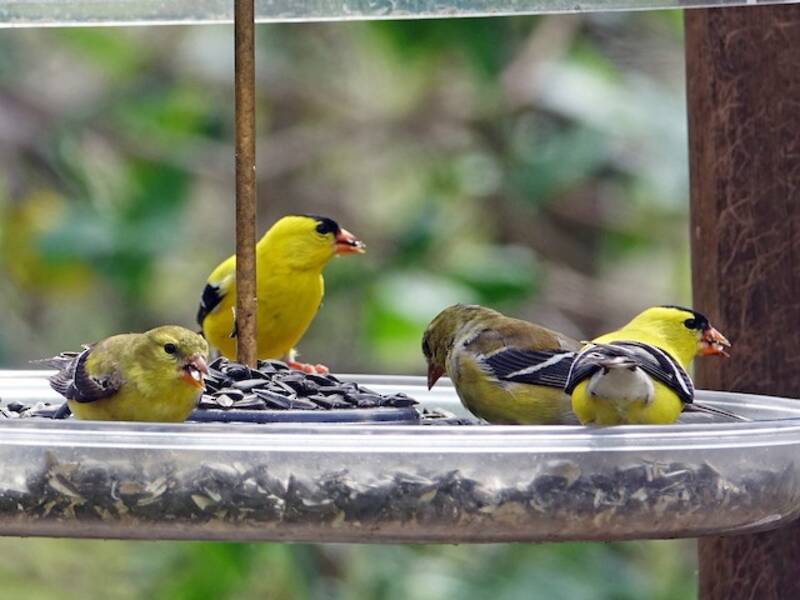 American Goldfinch (Spinus tristis)