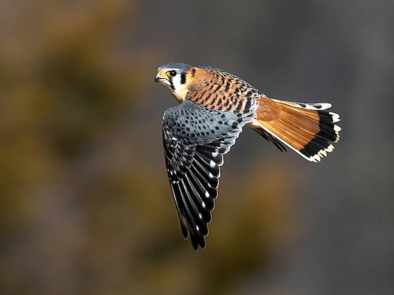 American Kestrel, 照片 3