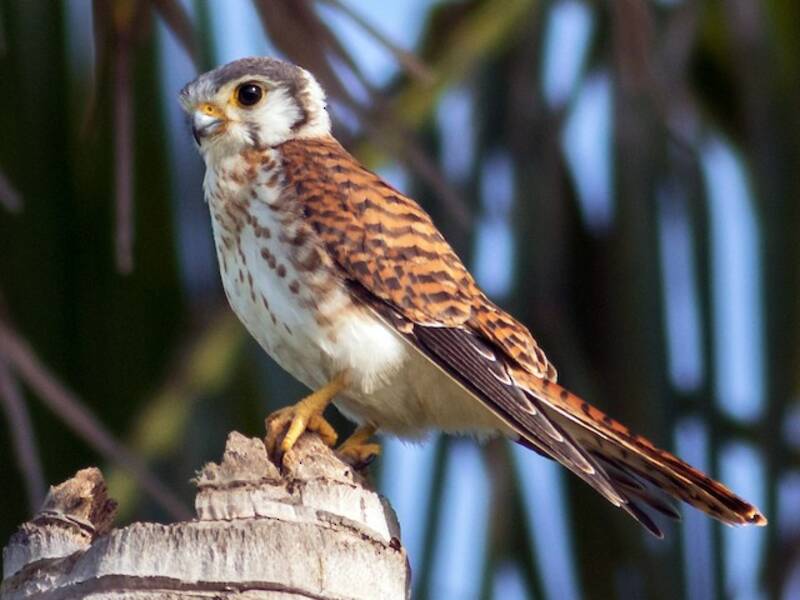 American Kestrel, 照片 2