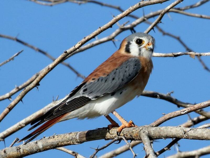 American Kestrel (Falco sparverius)
