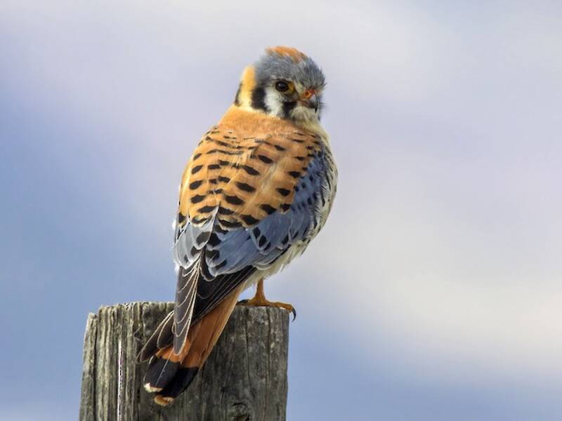 American Kestrel, 照片 4