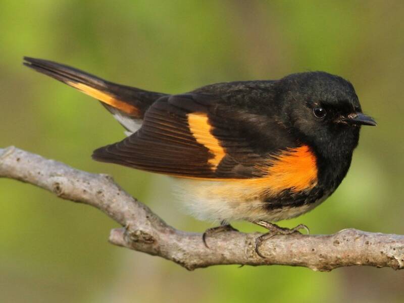 American Redstart (Setophaga ruticilla)