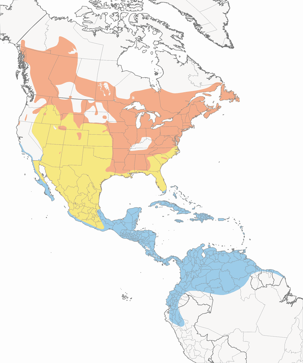 Paruline flamboyante, Distribution 1
