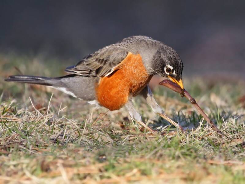 American Robin (Turdus migratorius)