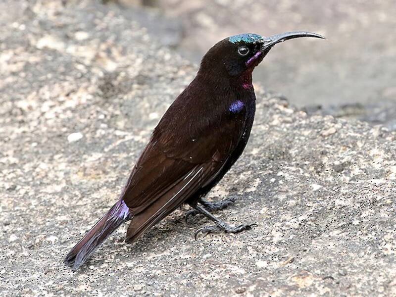Amethyst Sunbird, Photos 3
