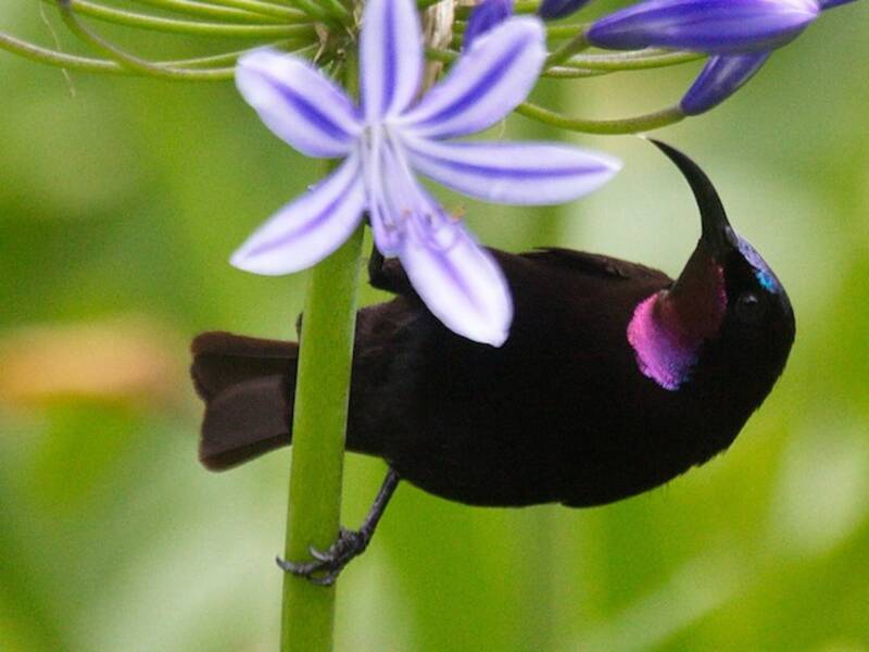 Amethyst Sunbird, Photos 2