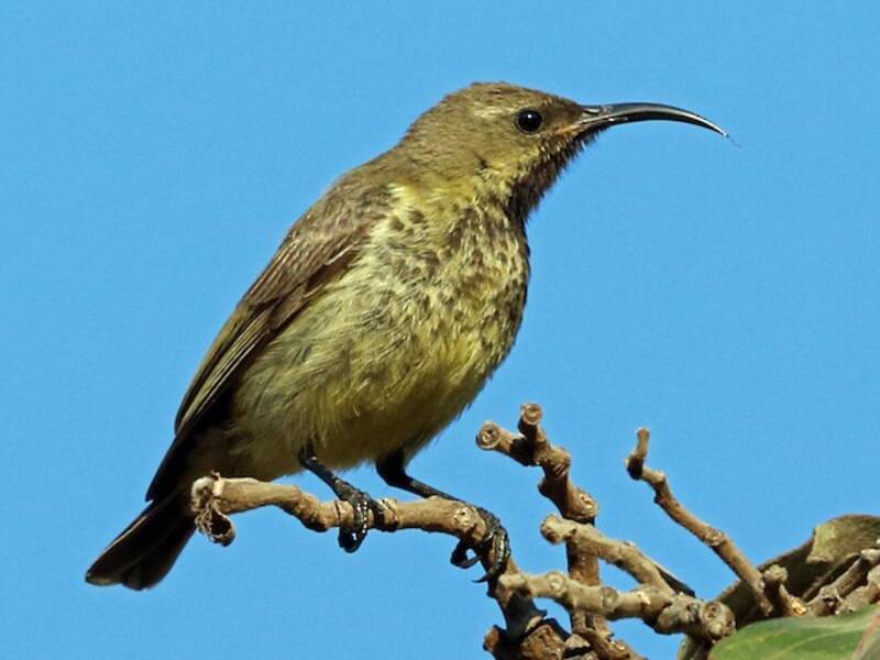 Amethyst Sunbird