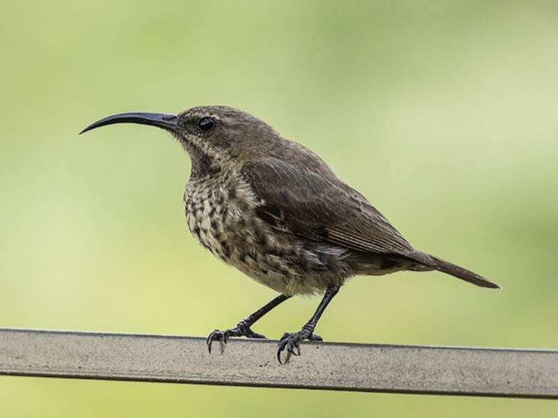 Amethyst Sunbird, Photos 4
