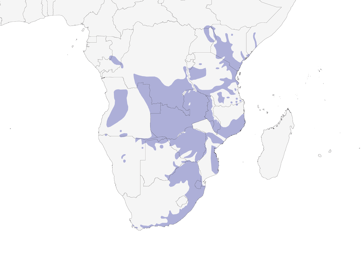 Amethyst Sunbird, Distribution 1