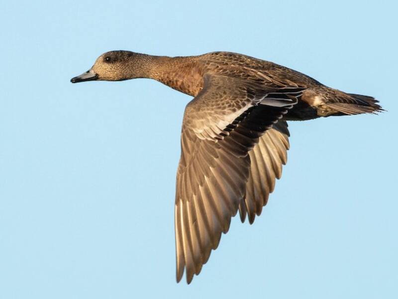 American Wigeon (Mareca americana)