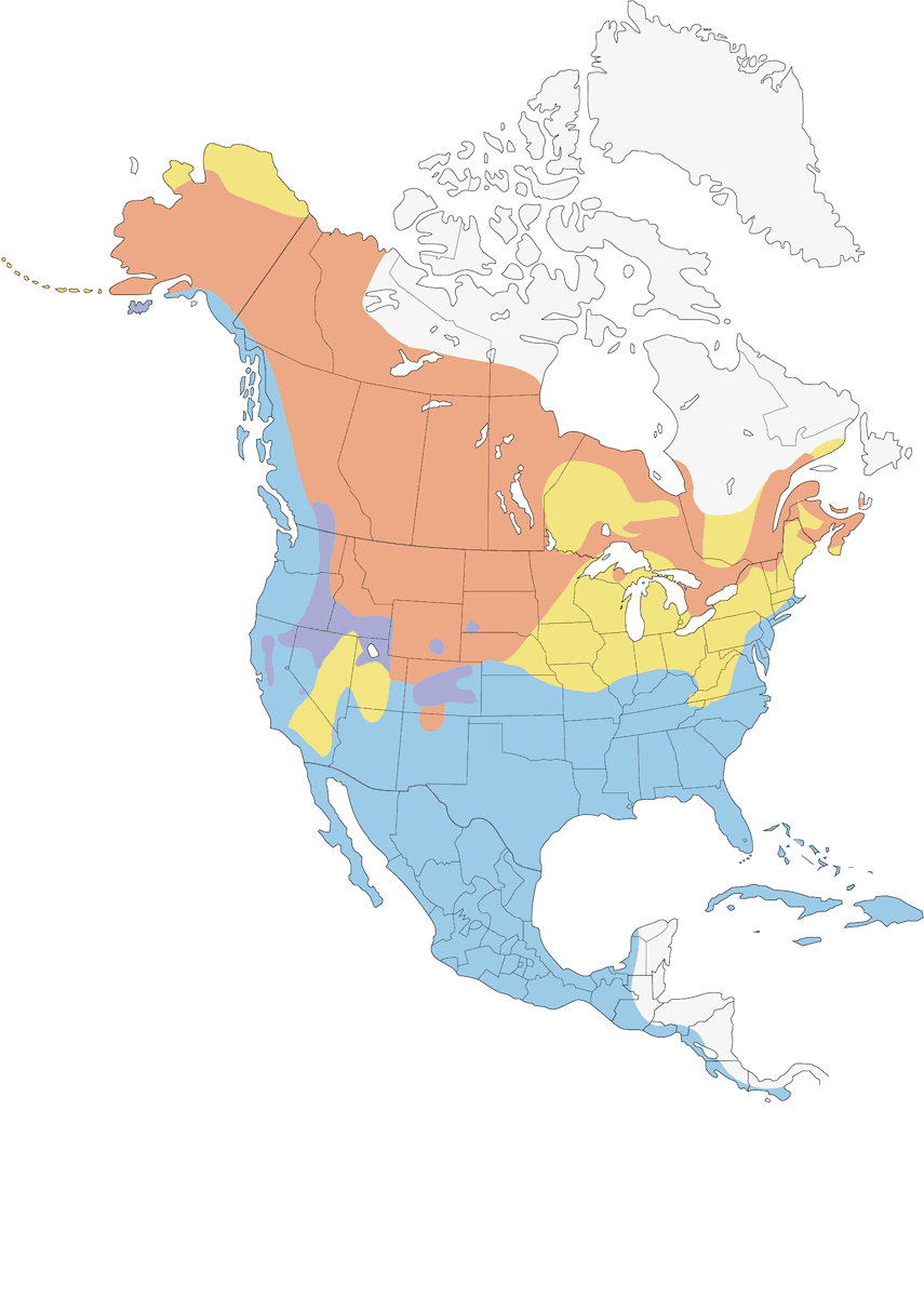 Fischione americano, Distribuzione 1