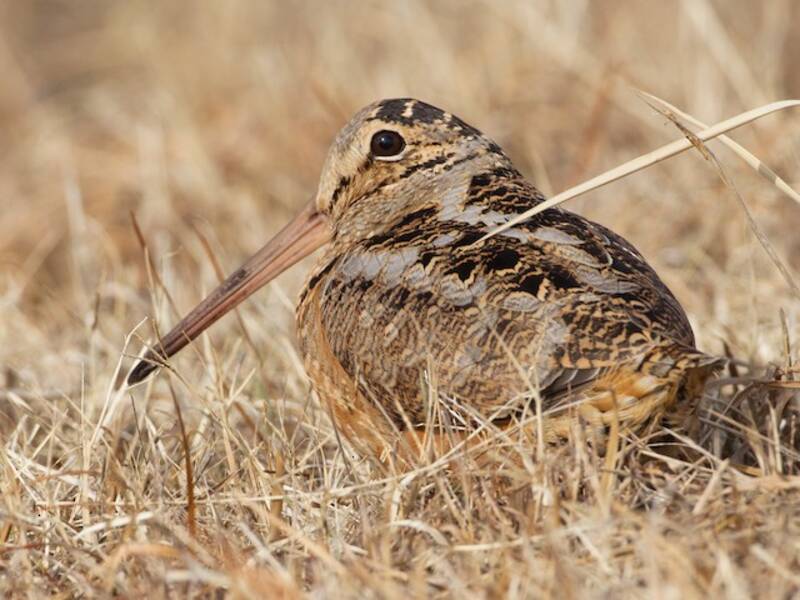 American Woodcock (Scolopax minor)