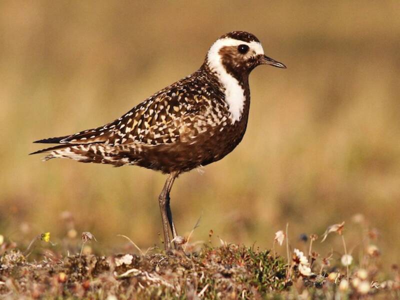 Präriegoldregenpfeifer, Pluvialis dominica