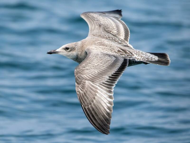 American Herring Gull (Larus smithsonianus)