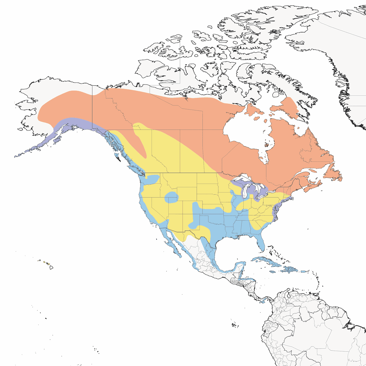 Gabbiano reale americano, Distribuzione 1