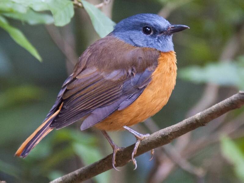 Amber Mountain Rock-Thrush, Photos 3