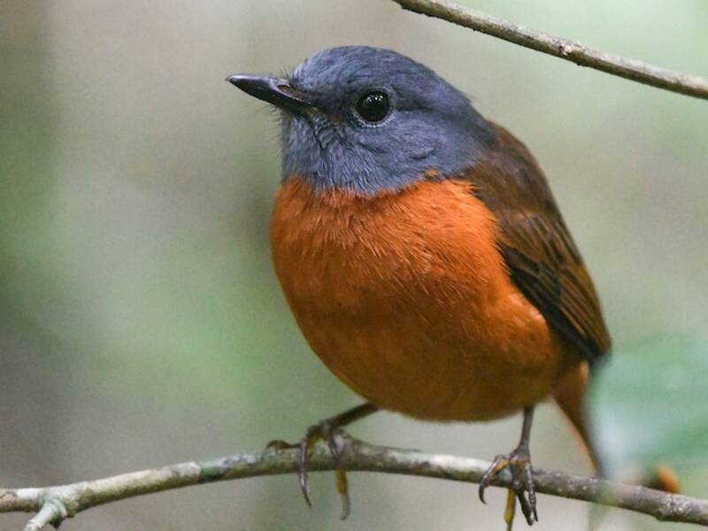 Amber Mountain Rock-Thrush, Photos 2