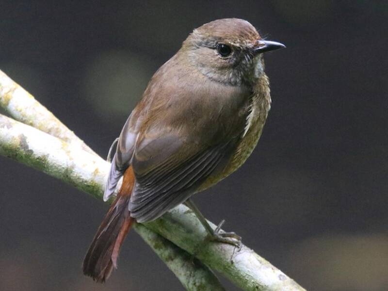 Amber Mountain Rock-Thrush