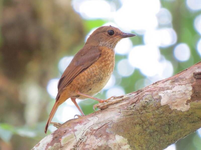 Amber Mountain Rock-Thrush, Photos 4