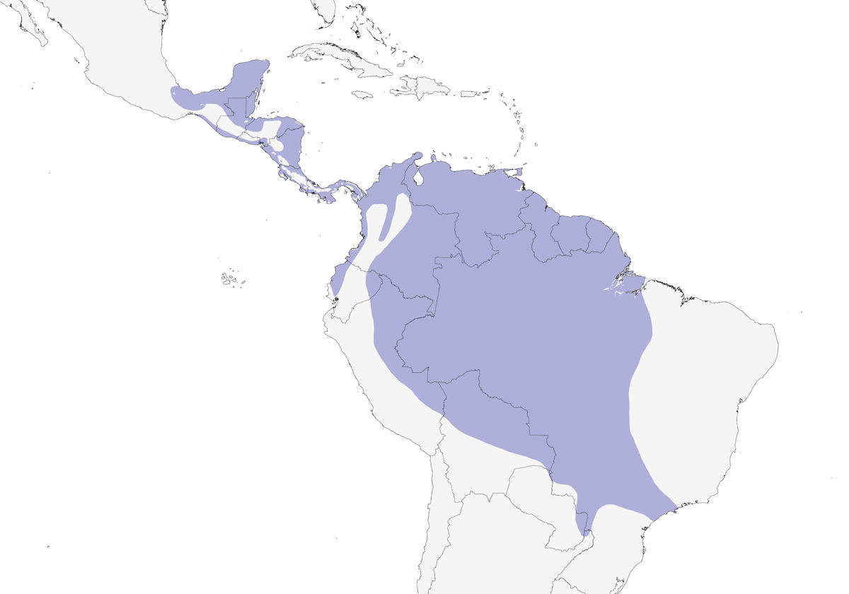 Martin-pêcheur nain, Distribution 1