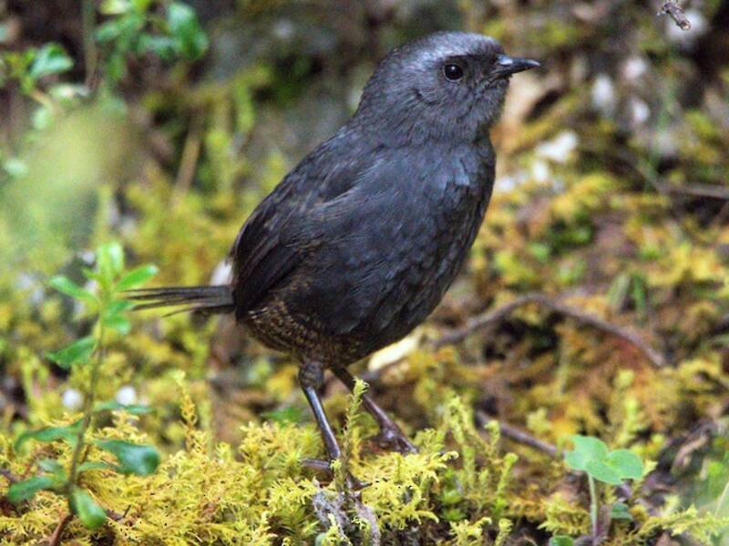 Tapaculo de Ampay, Fotos 3