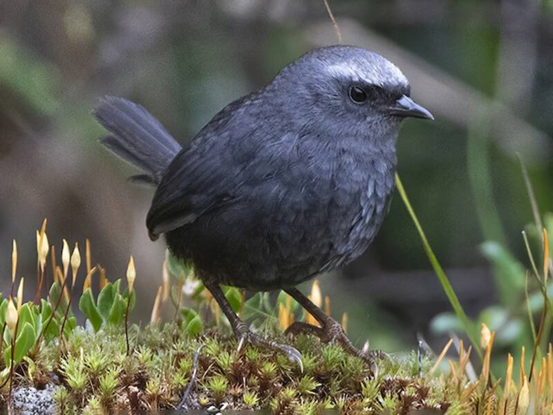 Tapaculo de Ampay, Fotos 2