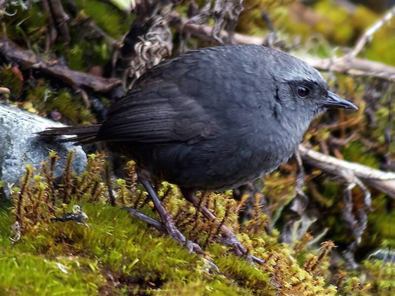 Tapaculo de Ampay