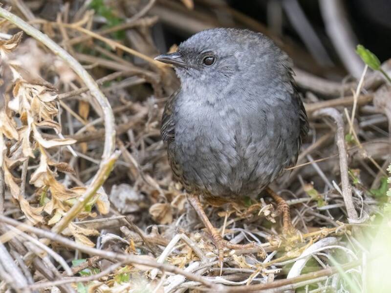 Tapaculo de Ampay, Fotos 4
