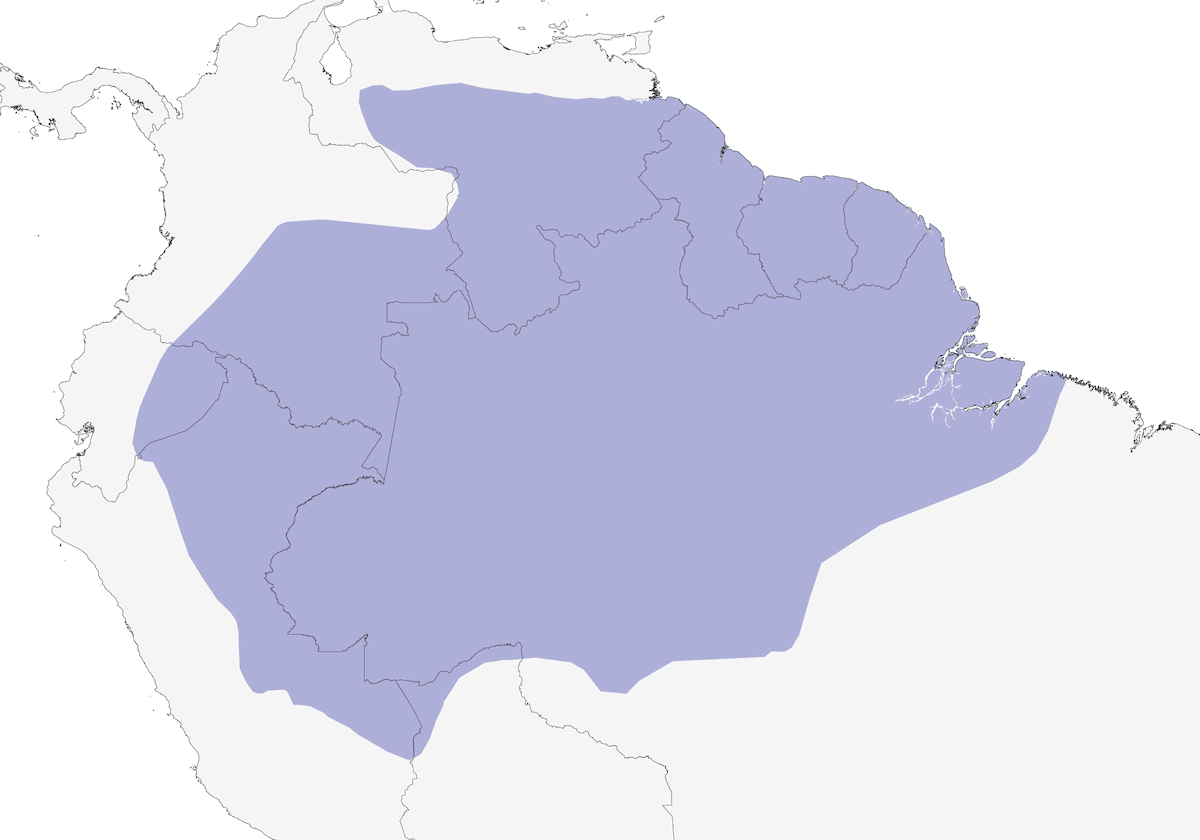 Pigliamosche cespuglioso amazzonico, Distribuzione 1