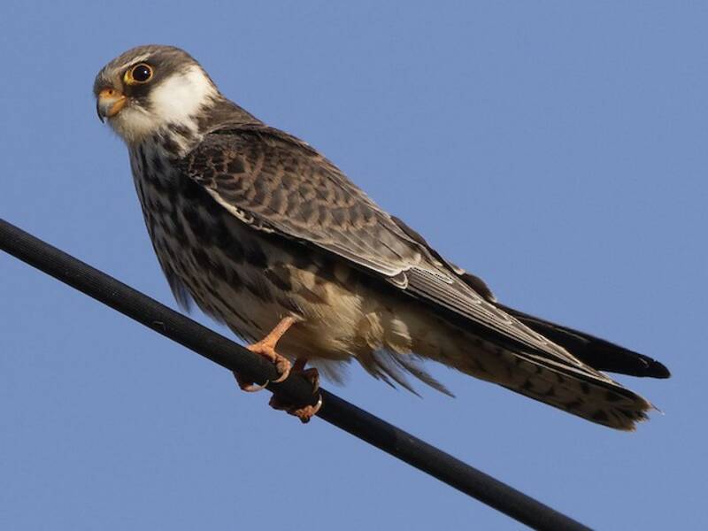 Amur Falcon (Falco amurensis)