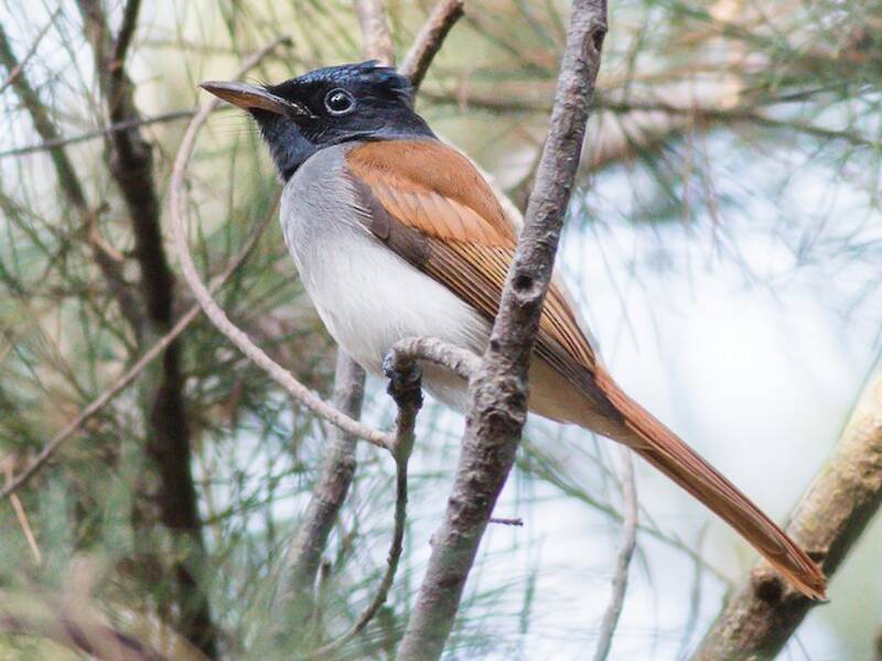 Amur Paradise-Flycatcher