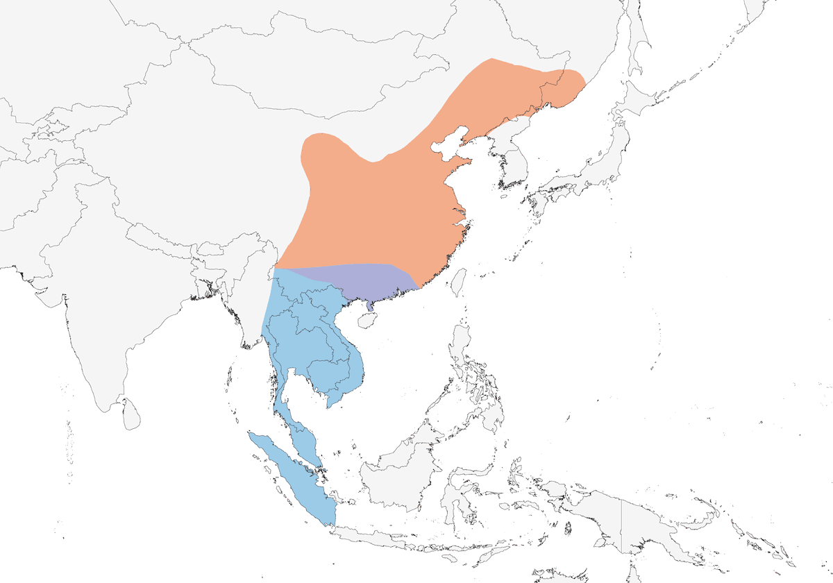 Monarca del Amur, Distribución 1