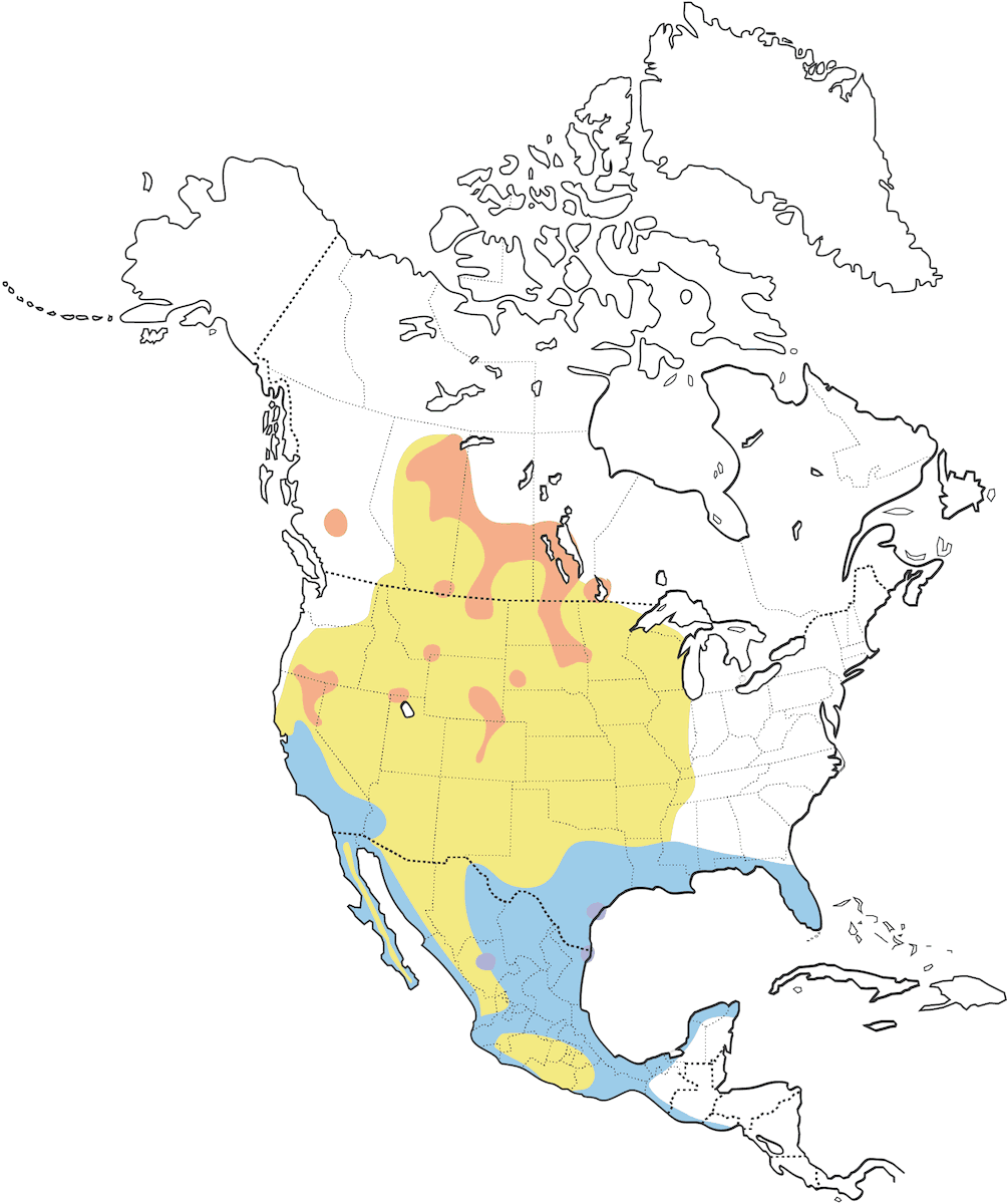 Amerikanischer Weißpelikan, Verbreitung 1