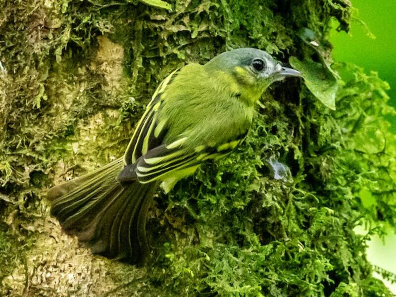 Tiranno setoloso di Antioquia, Foto 4