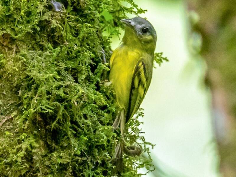 Tiranno setoloso di Antioquia, Foto 2