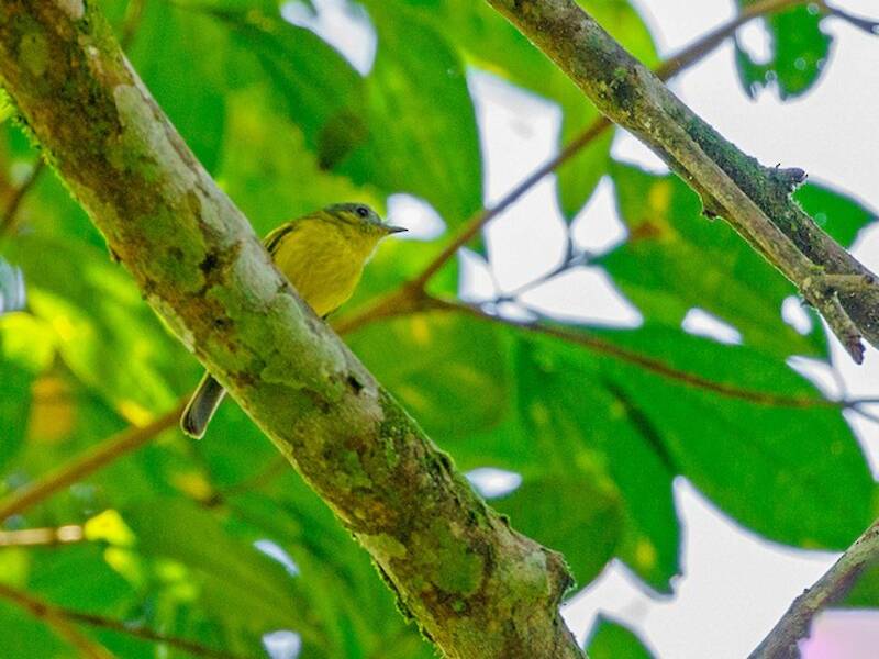 Tiranno setoloso di Antioquia, Foto 3