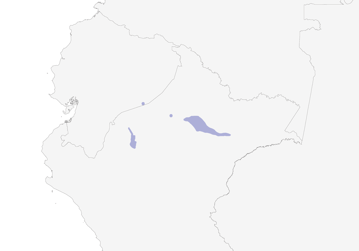 Ancient Antwren, Distribution 1