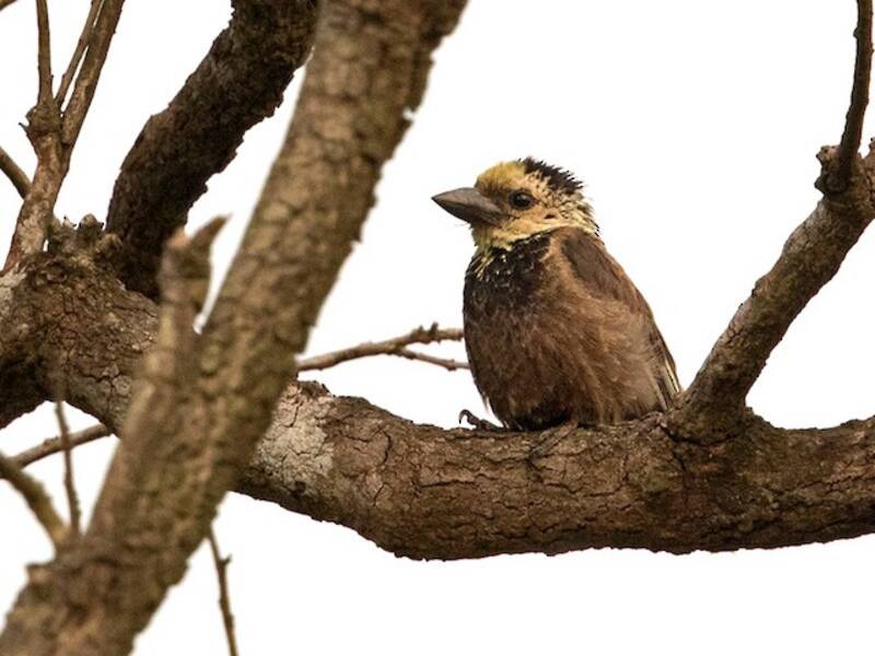 Anchieta's Barbet