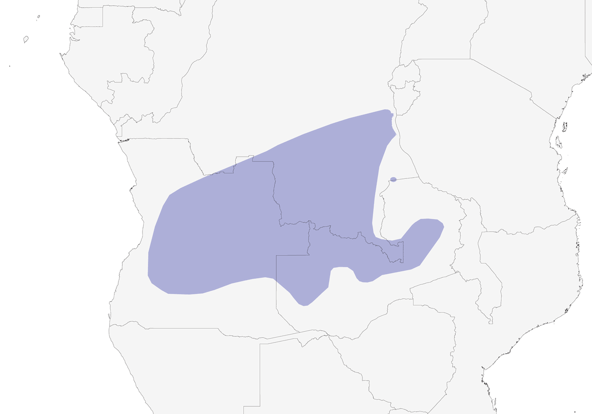 Barbetto di Anchieta, Distribuzione 1