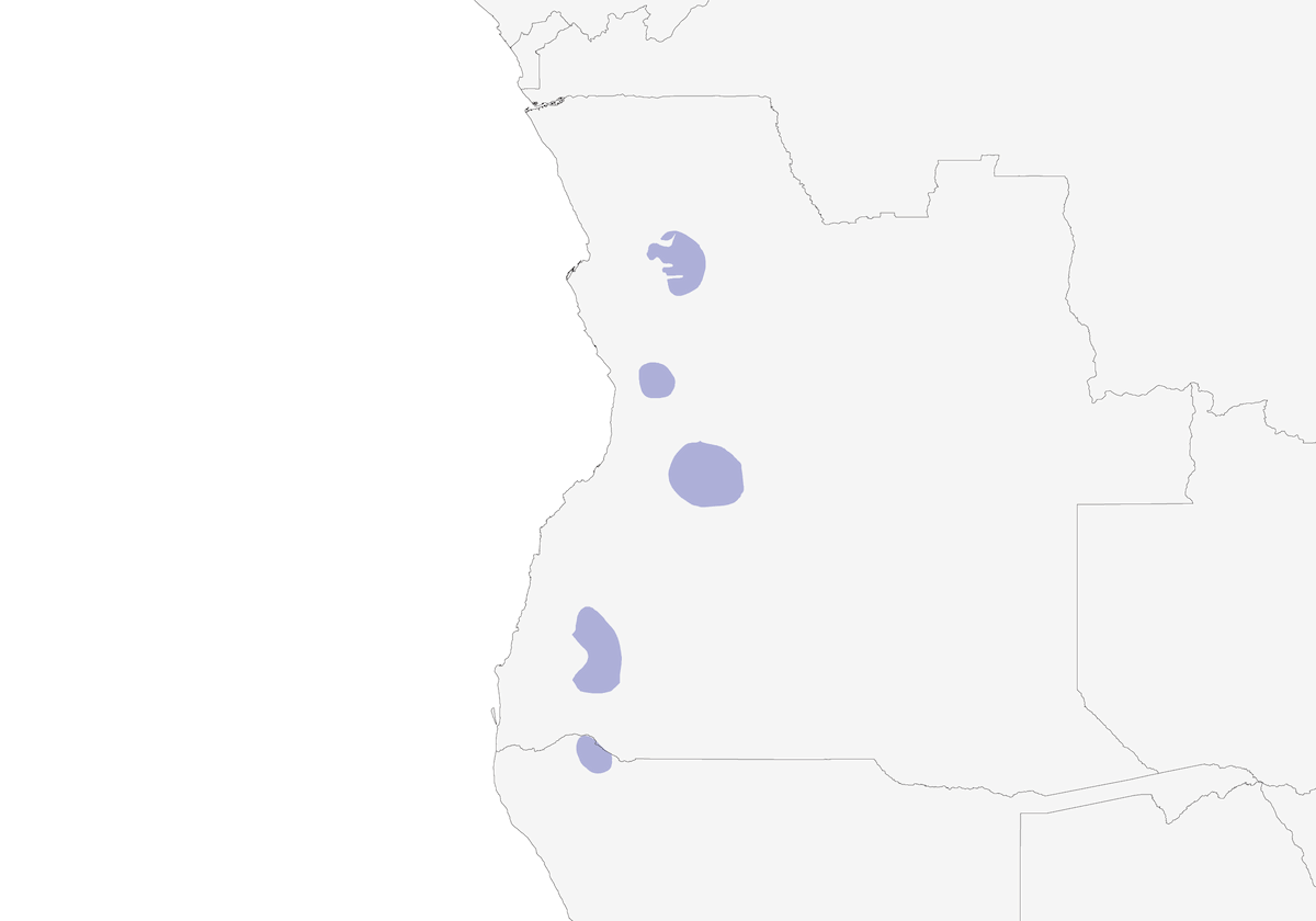 Chasco de Angola, Distribución 1