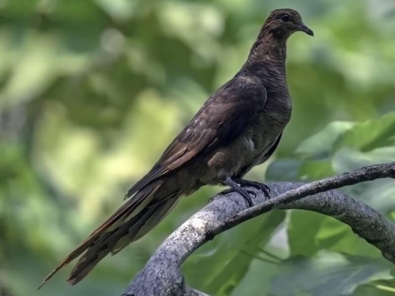 Andaman Cuckoo-Dove, Photos 3