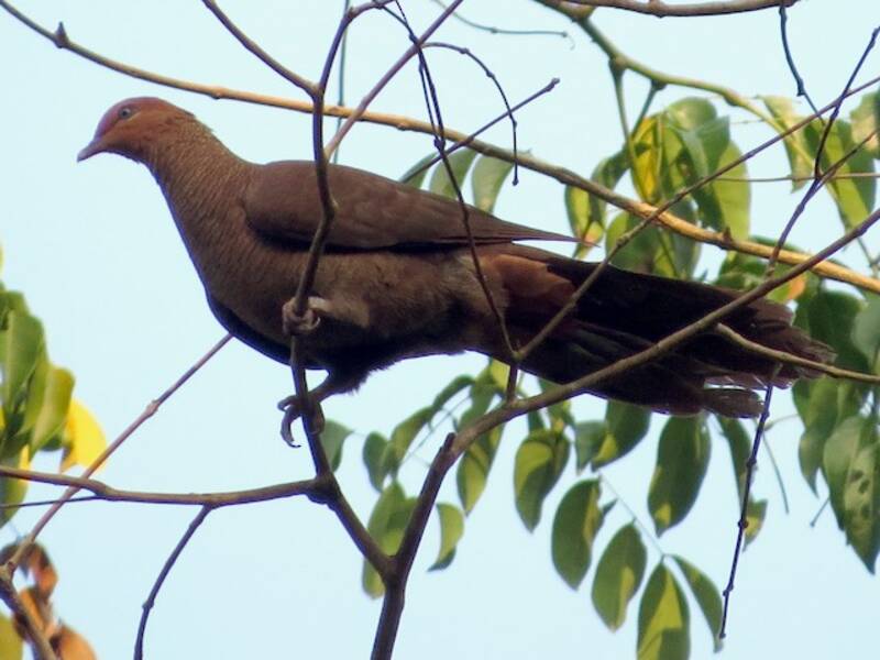 Andaman Cuckoo-Dove