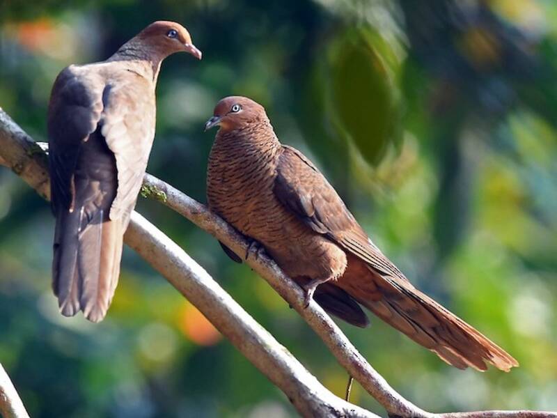 Andaman Cuckoo-Dove, Photos 2