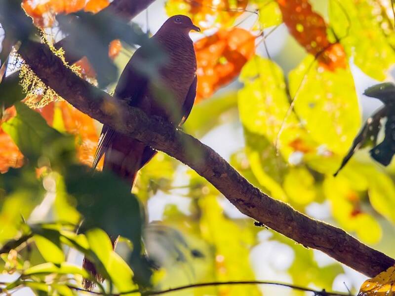 Andaman Cuckoo-Dove, Photos 4