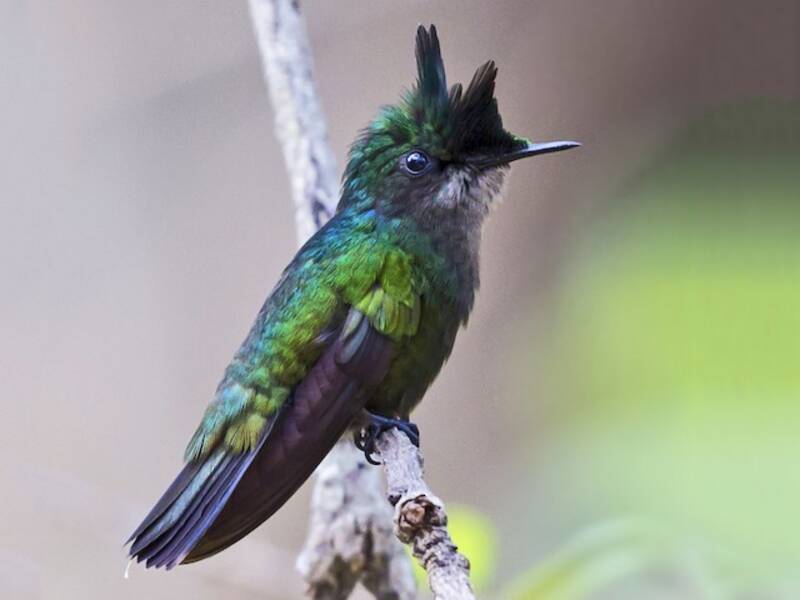 Colibri huppé des Antilles, Photos 4