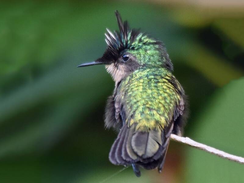 Colibri huppé des Antilles, Photos 3