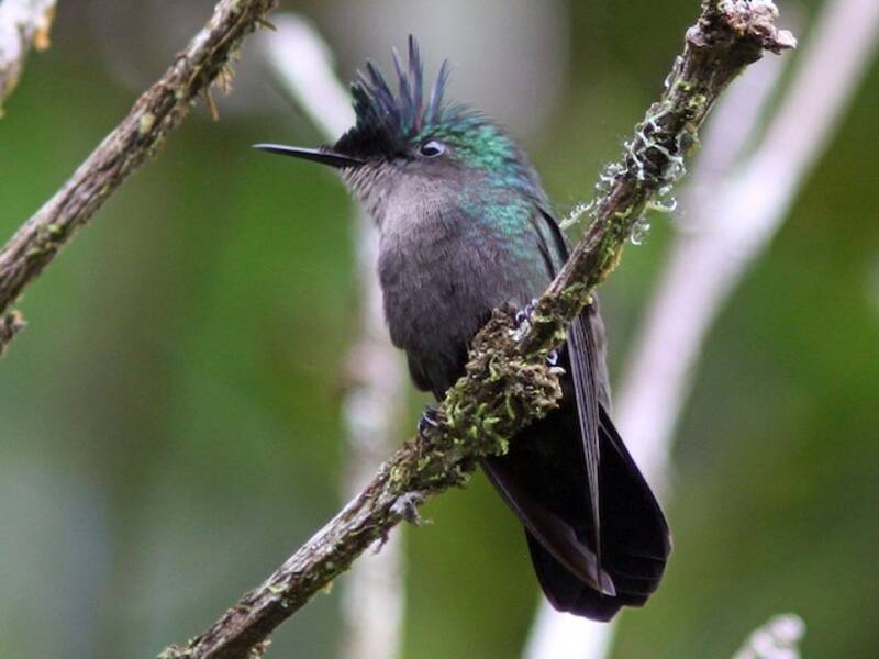 Colibri huppé des Antilles, Photos 2