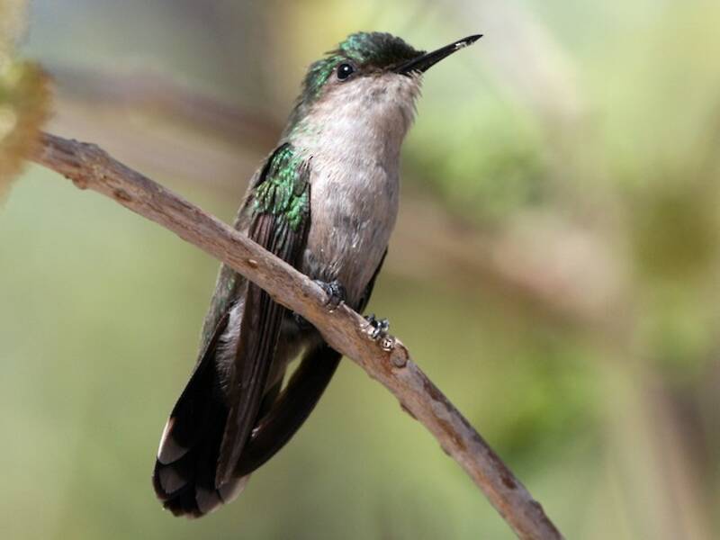 Antillean Crested Hummingbird
